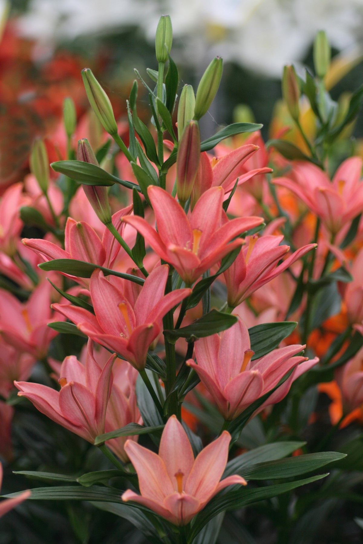 Little Kiss lily bulb